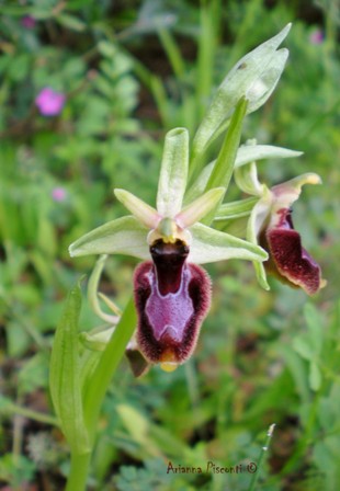 Ophrys x gumprechtii (Ophrys bertolonii x Ophrys parvimaculata)